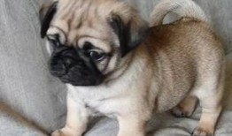 巴哥爆料最新人物是谁呀,揭秘最新神秘人物身份之谜